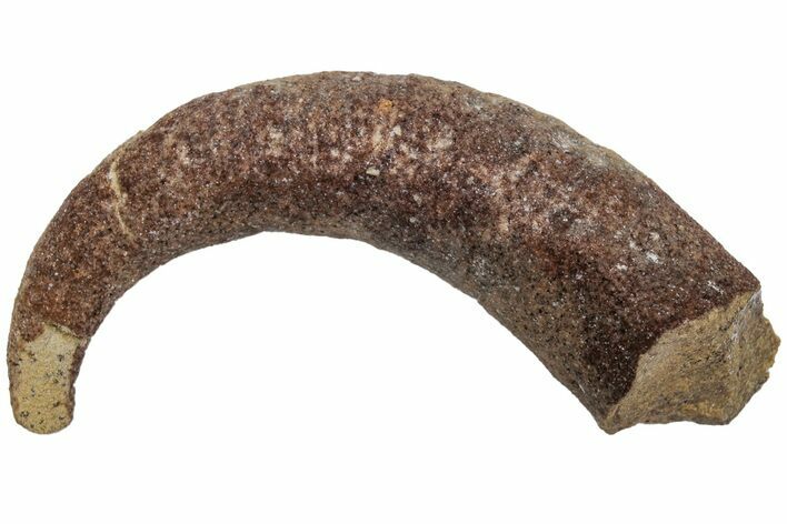 Ordovician Septate Gastropod (Ecculiomphalus) Fossil - Wisconsin #216403